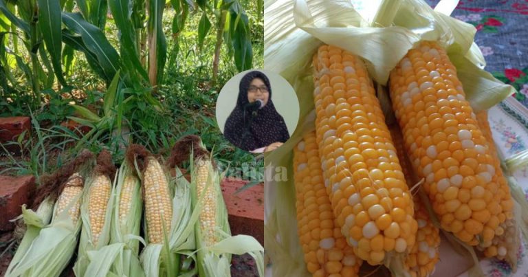 Wanita Ini Kongsi Cara Mudah Tanam JAGUNG Elok Cantik, Isi Penuh!