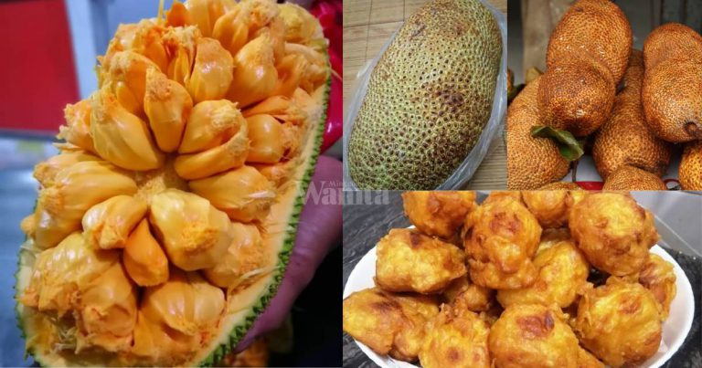 BUAH CEMPEDAK Isi Penuh, Pilih Yang Berat & Tengok ‘Mata’ Kulitnya!