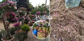 baja-pokok-bunga-kertas