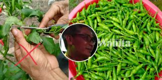 cara-betul-petik-lada-cili