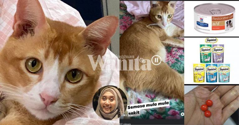 Kucing Stres Jadi Punca Penyakit FIP, Wanita Ini Kongsi Ubat Rawat Si Bulus!