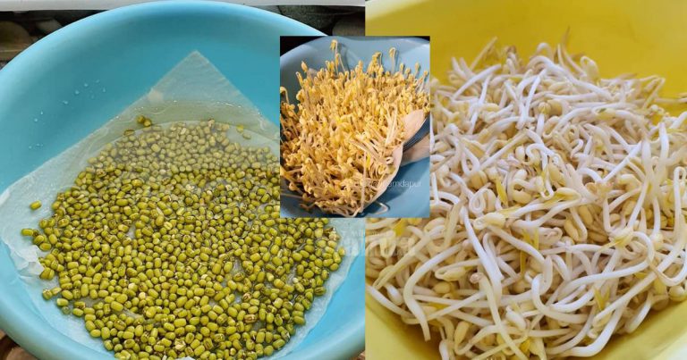 Letak Kacang Hijau Satu Lapisan, Bergelap Bawah Sinki, TAUGEH Bercambah Elok!