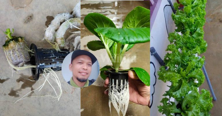 Guna Kapas & Kain Buruk Ganti Cocopeat, Tak Kotorkan Tangan Tanaman Elok Subur!