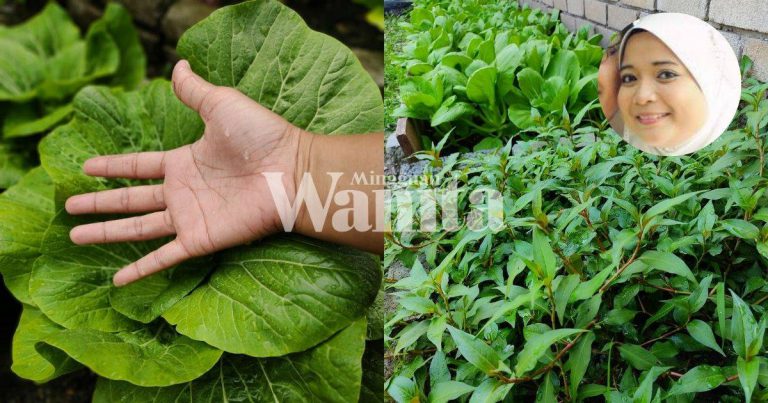 Wanita Ini Kongsi Cara ‘Gemukkan’, Suburkan Tanaman Tanpa Baja & Semburan Serangga Organik
