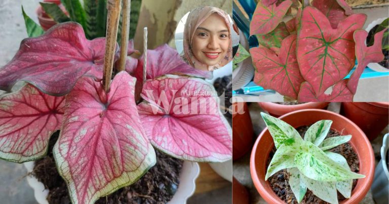 Ada Sebab Mak-Mak Suka Keladi, Tak Berbunga Tapi Cantik, Patutlah Jadi Rebutan!