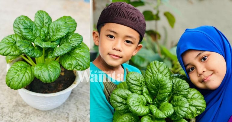 tanam-sawi-tha-sai