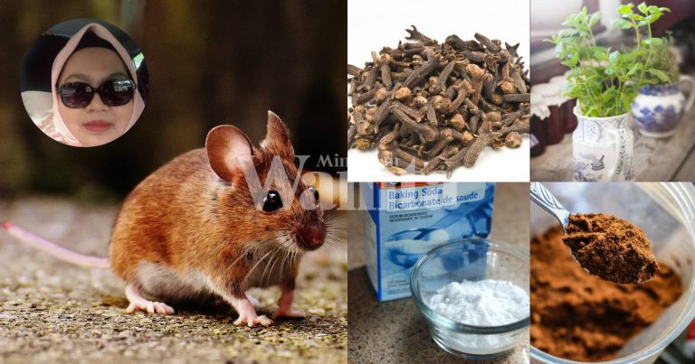 Petua Halau Tikus Di Rumah, Guna BAHAN DAPUR Memang Berkesan, Tak Perlu Ubat!