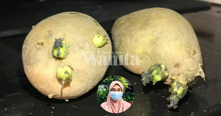 Jangan Bagi Anak Makan Kentang Bertunas Boleh Bahayakan Kesihatan, Hati-Hati!
