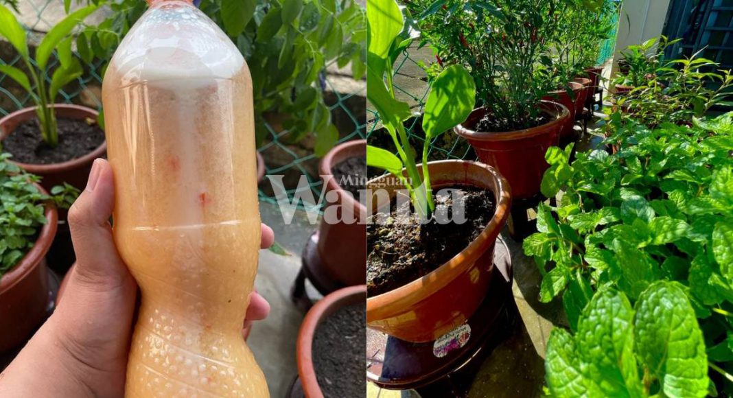 Tips Ampuh Cara Mengatasi Bunga yang Terkena Embun Tepung dengan Mudah