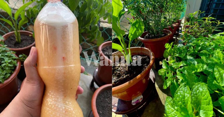 Buat Sendiri Semburan Organik, Guna Bahan Dapur, Elak Serangga Makan Daun Tanaman