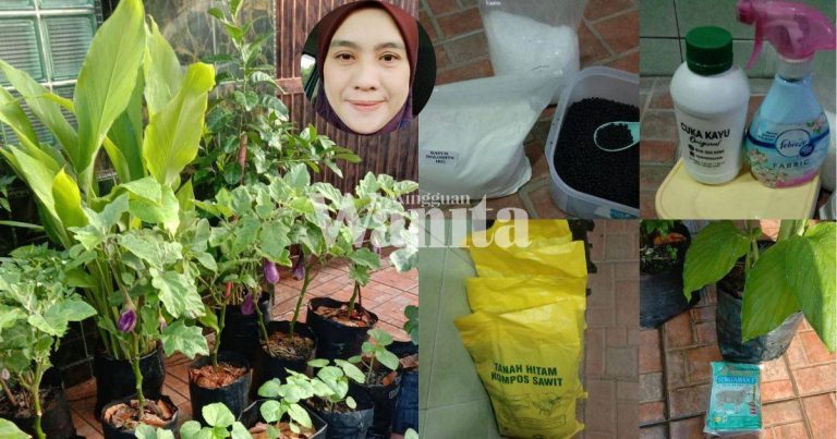 Nak Bercucuk Tanam Di Rumah, WAJIB ADA Ini, Barulah Pokok Subur & Menjadi!