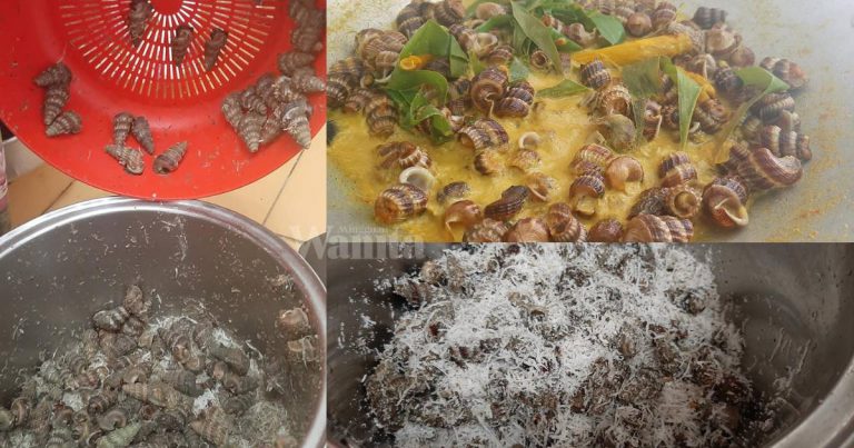 Rupanya Sebelum Masak SIPUT SEDUT, Gaulkan Dulu Dengan Hampas Kelapa Biar Semalaman!