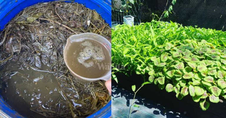 Buat Baja Sendiri Guna Rumput Liar & Air Hujan, Hasilnya Tanaman Sangat Subur!