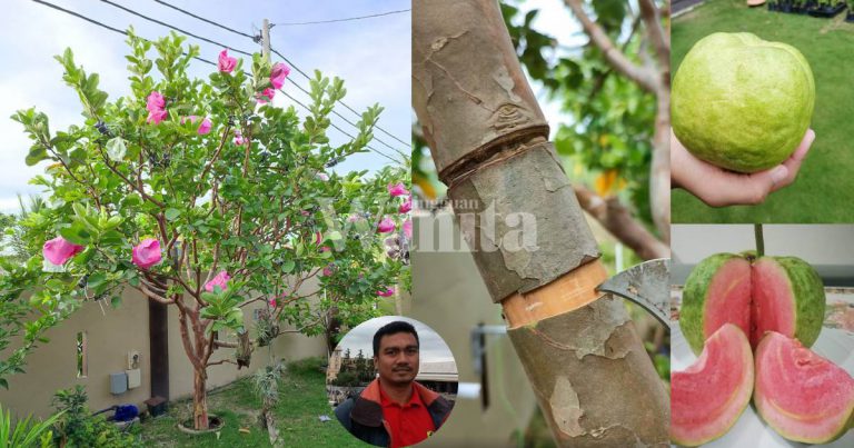 Teknik ‘Sunat’ Pokok, Petua Untuk Tanaman Susah Berbunga @ Sukar Berbuah, Boleh Cuba!
