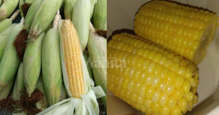 CARA Rebus JAGUNG Elok Cantik Tak Kecut, Macam Beli Dekat Pasar Malam