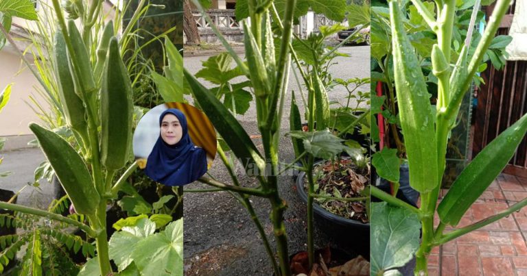 BENDI Berbuah Banyak Setiap Cabang, PENTING Apabila Petik, Buang Sekali Daunnya!