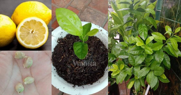 Cara Tanam Pokok LEMON Guna Biji Benih, Pilih Bersaiz Besar!