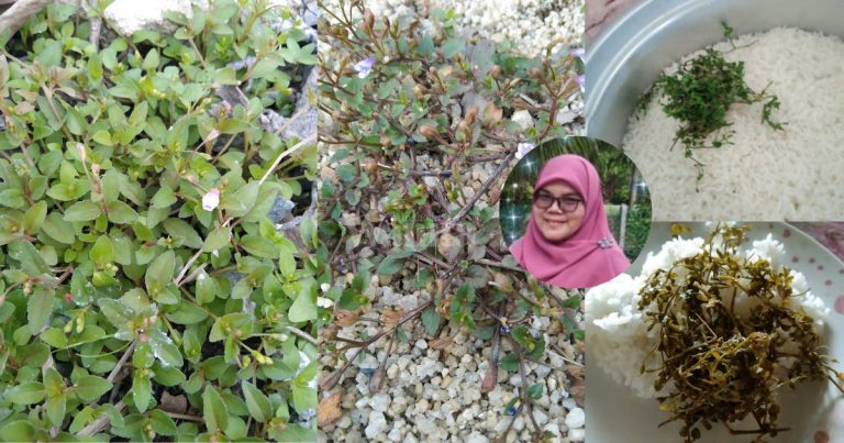 RUMPUT KERAK NASI Dijadikan Ulam, Petua Berkesan Untuk Gerd/Gastrik
