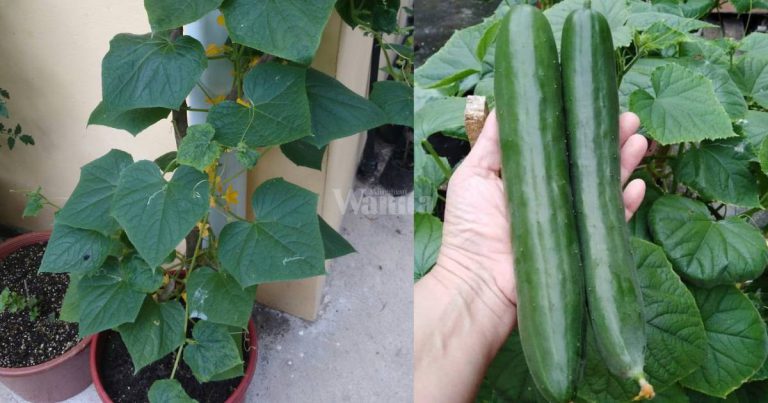 Cara Mudah, Tip Lengkap Tanam TIMUN JEPUN Dalam Pasu!