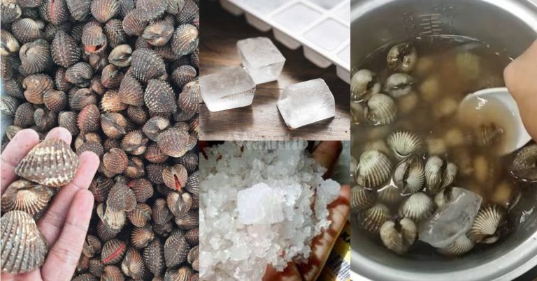 Cara SENANG Bersihkan KERANG, Lagi Bersih Dari Berus Pakai Tangan!