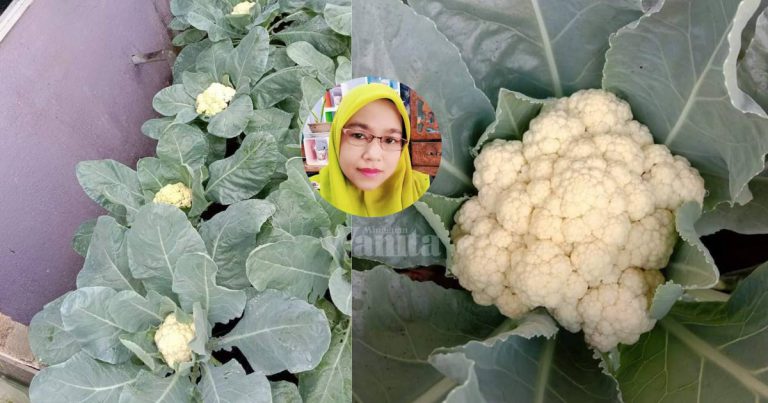 Tanam KOBIS BUNGA Lebih Cantik, Warna Putih Bersih,’Tutup’ Guna Daun!