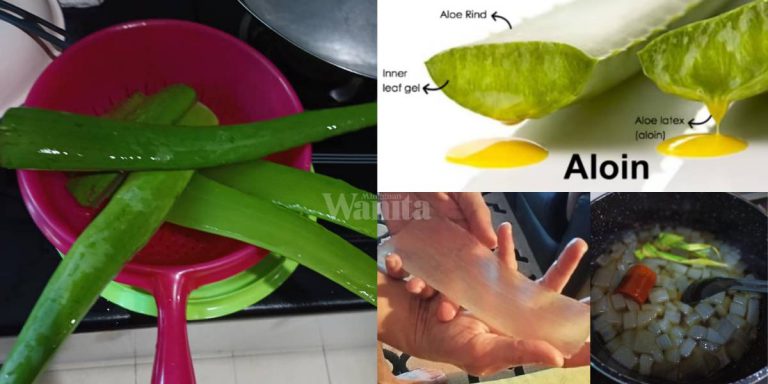 PENTING Tegakkan Aloe Vera Selama 2 Jam, Keluarkan Getah Kuning Sebelum Dimasak!
