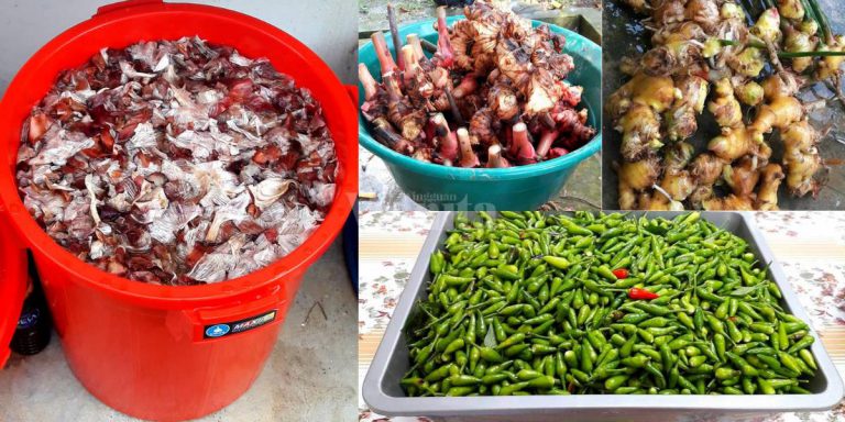 Baja KULIT BAWANG Suburkan Tanaman, Rendam Semalaman Pun Dah Cukup!