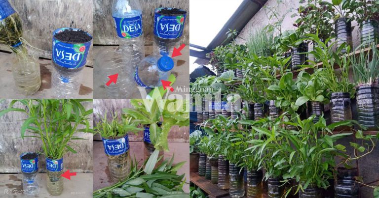 Cara Tanam Kangkung Dalam BOTOL MINERAL, Paling Mudah, Murah Tapi Hasil ‘Meriah’, Berbaloi