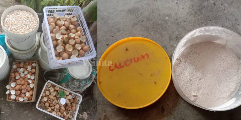 Buat ‘Tepung Calcium’ Organik Guna Kulit Telur, Pokok Cantik Daun Subur!