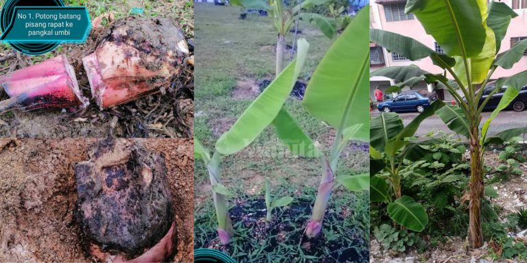 TANAM POKOK PISANG Kaedah Terbalik Banyakkan Anak Pokok, Berbuah Lebih Rendah!