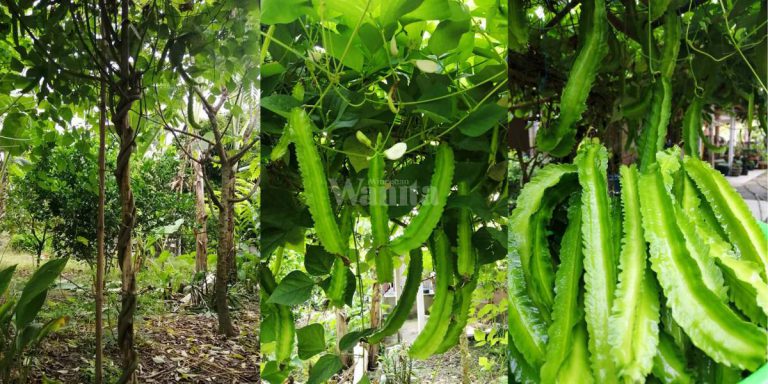 KACANG BOTOR Berbuah Lebat, Buang Daun & Tunas Di Pangkal Pokok!