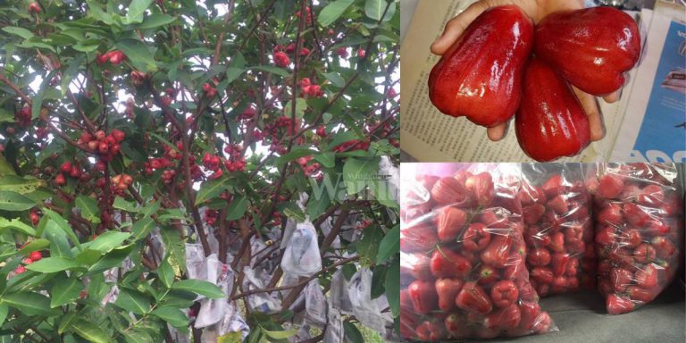 Cara Betul Tanam Pokok JAMBU AIR Buah Elok Cantik, Padat Merimbun!