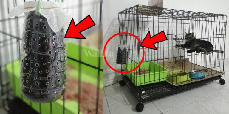 Gantung Bahan Ni Letak Tepi Sangkar, Berkesan Serap Bau Najis Kucing!
