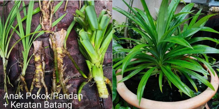 Cara BETUL Tanam Pandan, Guna Keratan Berakar Atau Pucuk Pangkal Pokok!