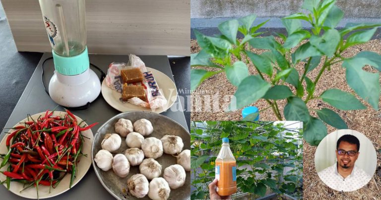 Jangan CABUT Pokok Cili ‘Kerinting’, Guna Semburan Organik Buat Sendiri, Tak Perlu Peram