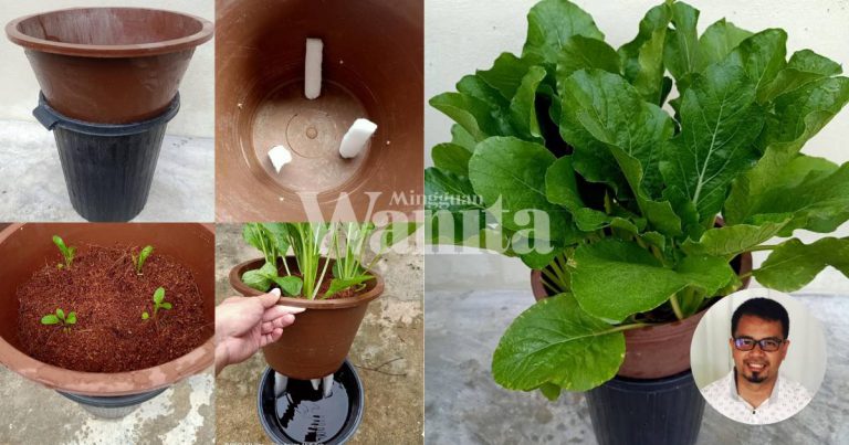 Teknik Nutripot, Cara Jimat Tanam Sawi Dalam PASU, Hasilnya Pun Lumayan!