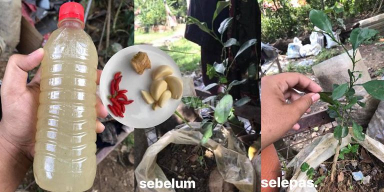 Buat Sendiri & Sembur RACUN ORGANIK, Tiada Lagi Ulat Beluncas Makan Daun!