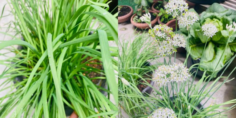 CARA Semai KUCAI Dari Benih, Daun Lebat Lebar Elok Cantik Berbunga!