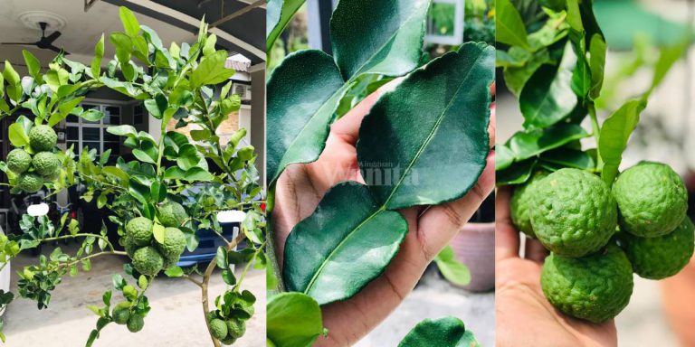 Punyalah Banyak Kegunaan LIMAU PURUT Baik Daun Mahupun Buahnya!
