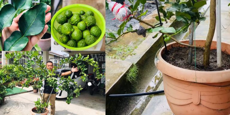 Kaedah ‘Tarik Dahan’ Pokok LIMAU PURUT Rendang, Berbuah Lebat Berdaun Lebar!