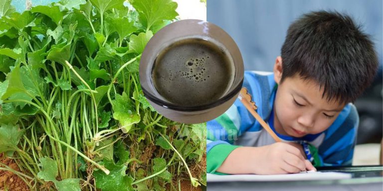 Memori Anak Semakin Baik, Maklumat Mudah Hadam Amalkan Minum Air Pegaga + Madu!
