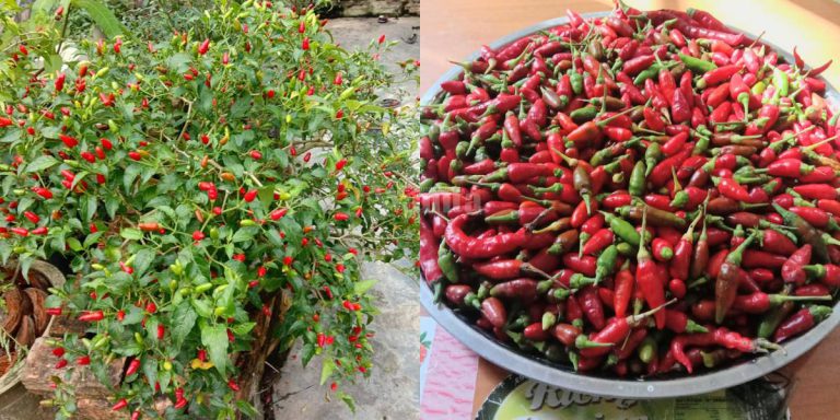 CILI KAMPUNG Sekali Petik Dapat Sedulang, Pangkal Pokok Tutup Dengan Sabut!