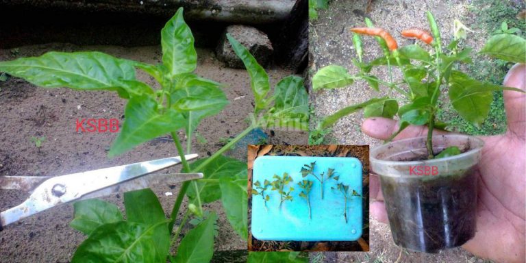 Rupanya Boleh Tanam POKOK CILI Guna Keratan Pucuk, Elok Subur Berbuah!