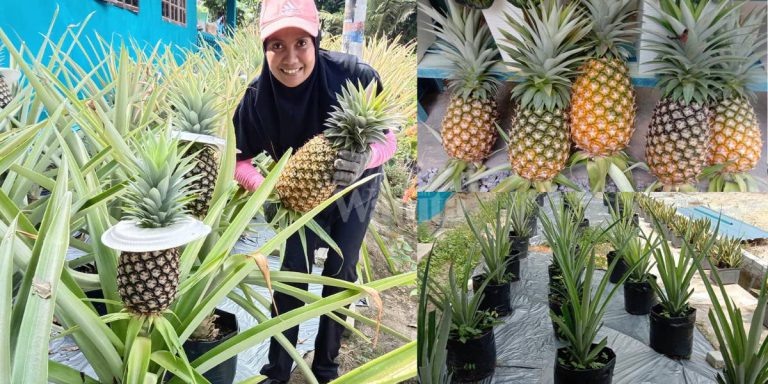 CARA Tanam Nenas Serawak Dalam Polibeg Tepi Rumah, Elok Buah Besar Manis!