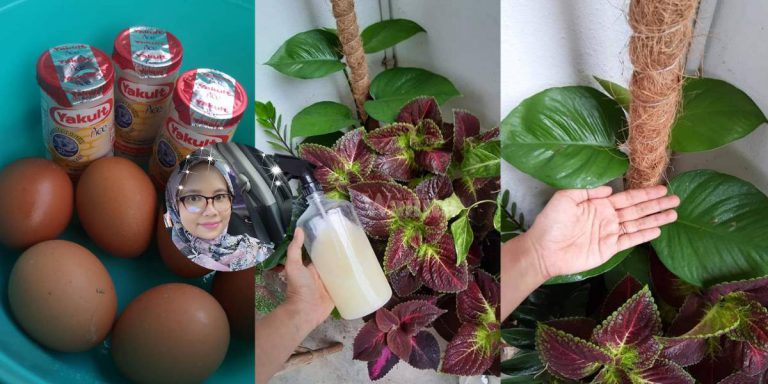 Seminggu Siram Baja Yakult + Telur, Daun Lebar Bunga Makin Meriah!