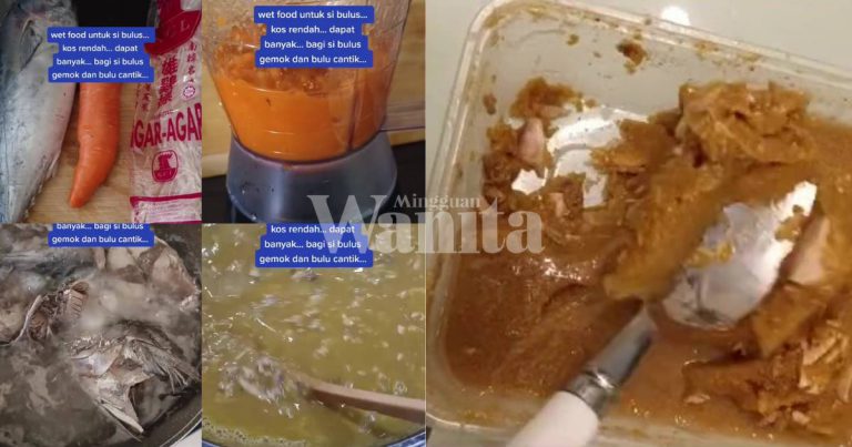 Buat Sendiri ‘Wetfood’ Ala Bajet, Si Bulus Sihat, Gemuk & Bulu Pun Cantik!