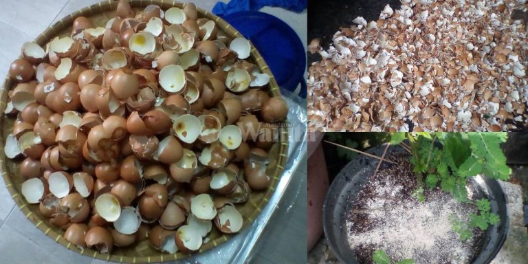 Kulit Telur + Cuka, Berkesan Atasi Masalah Bunga/Buah Gugur Sebelum Masanya!