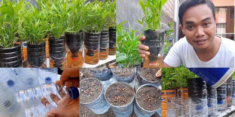 CARA Tanam KANGKUNG Dalam Botol, Tak Perlu Siram, Tanah Tak Kering!