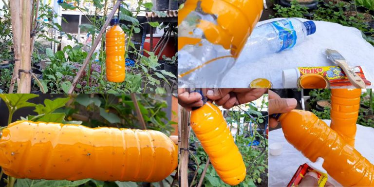 Buat Sendiri ‘Yellow Trap’ Berkesan Perangkap Hama, Serangga & Lalat Buah!