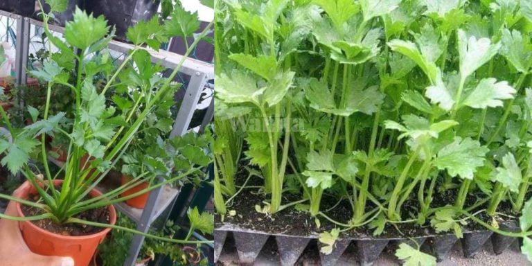 PANDUAN BETUL Tanam DAUN SUP, Jaga Elok Mampu Hidup Sehingga 2 Tahun!